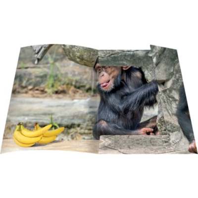 Zeichenmappe Relaxed Monkey - A4, 3 Klappen mit Gummizug, Karton